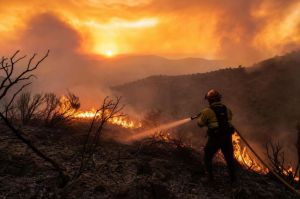 Bosques silenciados por el fuego