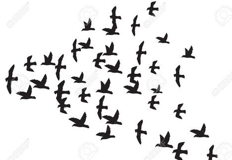 De repente, pájaros