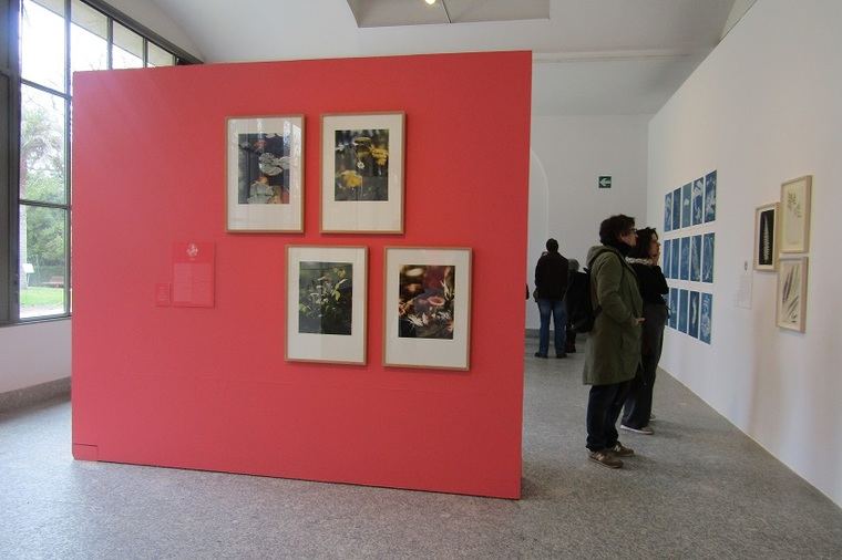 Exposición 'Ellas Ilustran Botánica'