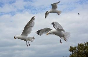 El sueño del cántabro