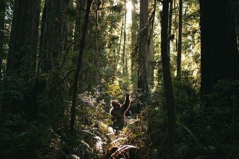 Tarzán de los monos