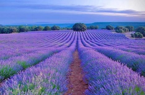 Campos de lavanda
