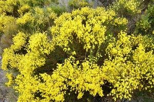 UN MAR AMARILLO
