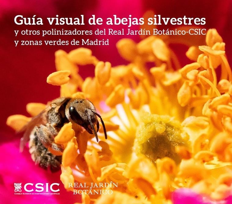 Guía visual de abejas silvestres