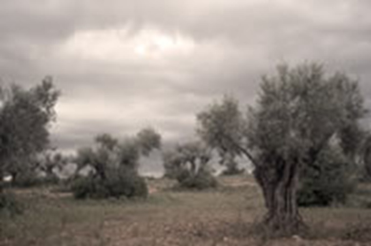 Grises olivares andaluces