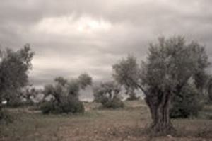 Los "grises olivares" andaluces