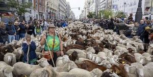 XXXII FIESTA DE LA TRANSHUMANCIA