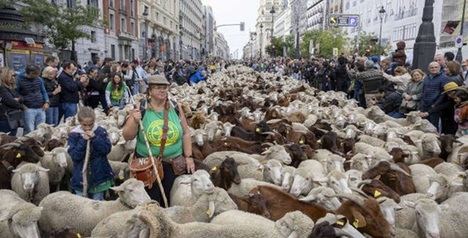 La Mesta madrileña