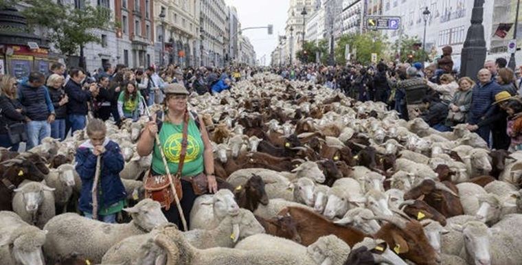 La Mesta madrileña