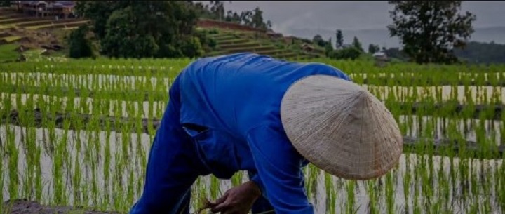 Tiendas naturistas online