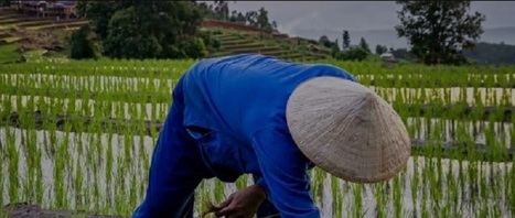 Tiendas naturistas online