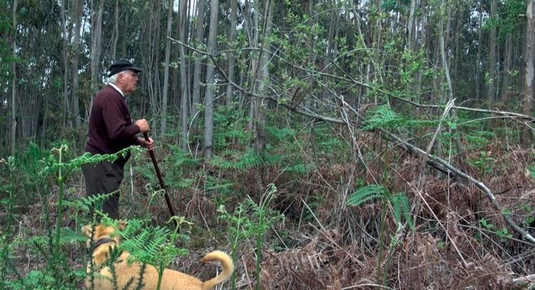 El nome de los árboles