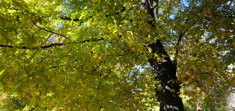 Otoño en el Real Jardín Botánico de Madrid